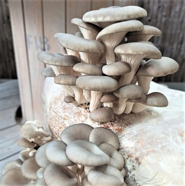 GRZYBNIA BOCZNIAKA DUŻY BALOT kostka około 15kg zdjęcie 6