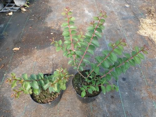 Lagerstroemia różowa Seaburn 20-40cm C2 na Arena.pl