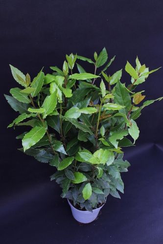 Liść LAUROWY OLBRZYM GĘSTY DUŻY Laur Wawrzyn na Arena.pl