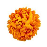 Chryzantema wyr. ananas orange brown 6 szt