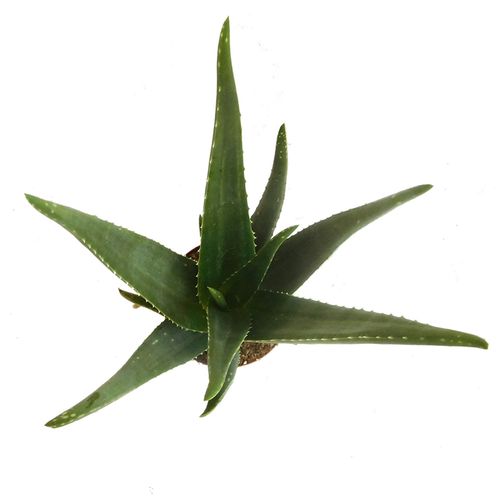 Aloes ALOE VERA 45 cm na Arena.pl