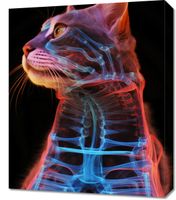 Obraz 50x60cm Anatomia Kota