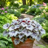 ŻURAWKA REX SILVER SREBRZYSTY BLASK OGRODU