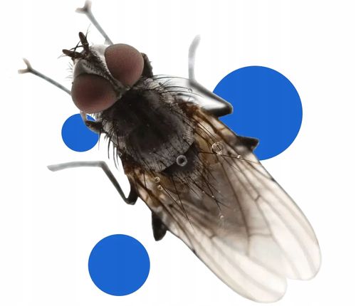 BROS - spray na meszki 90ml na Arena.pl