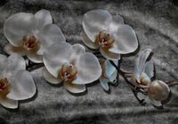 FOTOTAPETA kwiaty storczyki do salonu 3D 350x245