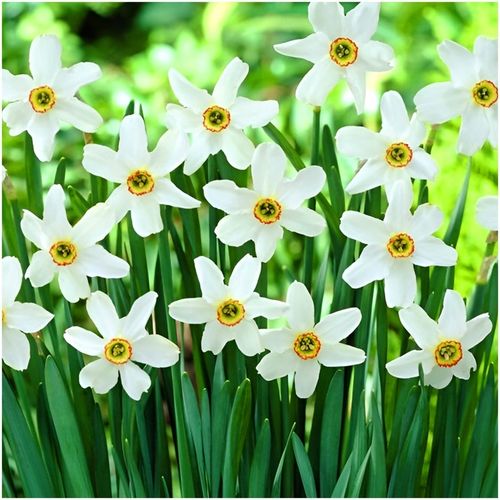 NARCYZ cebulki MIX BOTANICZNY odporne i trwałe 100 szt. + GRATIS na Arena.pl