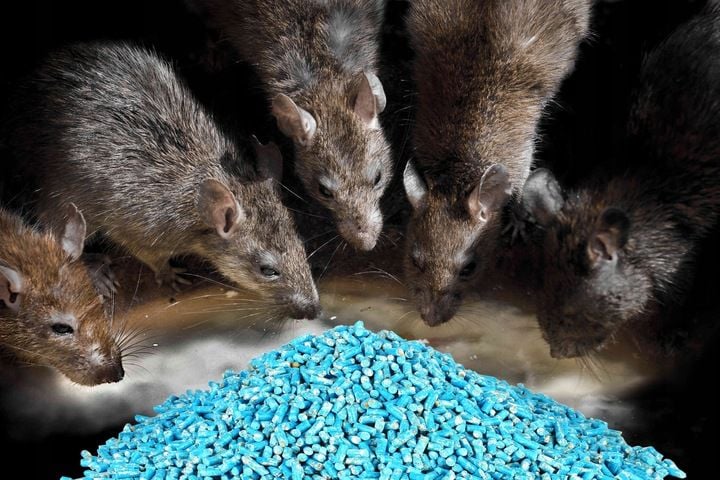 TRUTKA NA SZCZURY I MYSZY STRONG 5KG GRANULAT zdjęcie 6