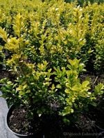 Bukszpan wieczniezielony King Midas złociste wybarwienie