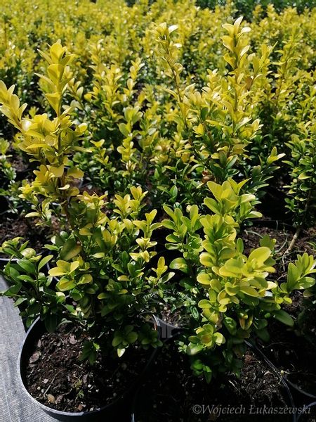 Bukszpan wieczniezielony King Midas złociste wybarwienie zdjęcie 1