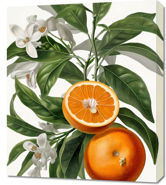 Obraz 60x70cm Dojrzałość Pomarańczy zdjęcie 1
