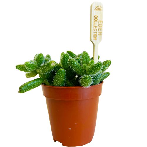 Delosperma Echinatum 8 cm na Arena.pl