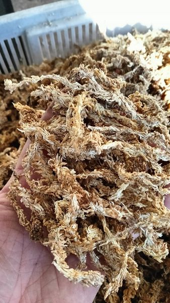 Mech Sphagnum Mech Torfowiec 3l zdjęcie 5