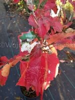 Fotergilla większa major jesienne wybarwienie