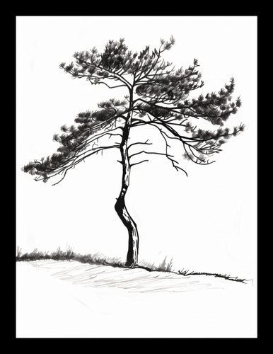 Plakat 15x20cm Samotna Sosna na Arena.pl