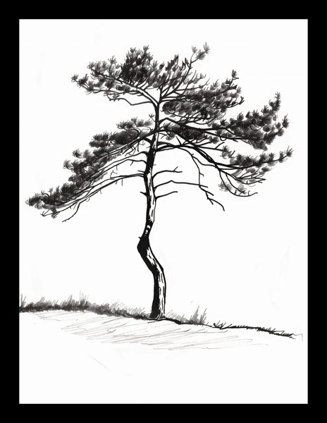 Plakat 15x20cm Samotna Sosna zdjęcie 2