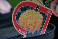 Azalia wielkokwiatowa drzewo różane