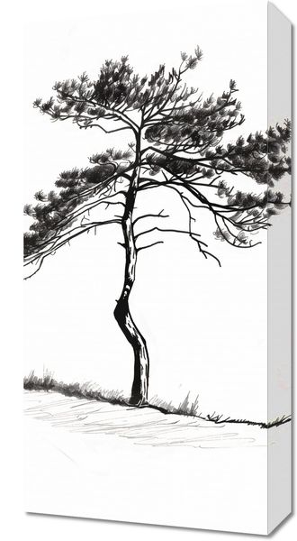 Obraz 30x60cm Samotna Sosna zdjęcie 1