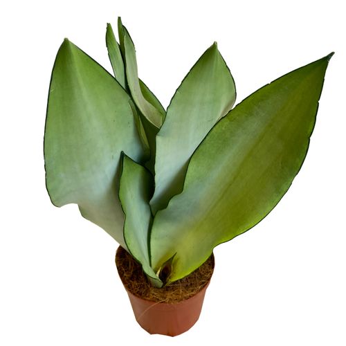 SANSEWIERIA SANSEVIERIA JADE 40 cm na Arena.pl