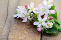 FOTOTAPETA KWIATY NATURA DESKI KWITNĄCE KWIATKI