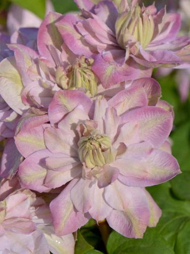 Powojnik Clematis Innocent Blush ® C2 E na Arena.pl