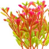 Kruger Meier Plant Fluo Pink - roślinka sztuczna
