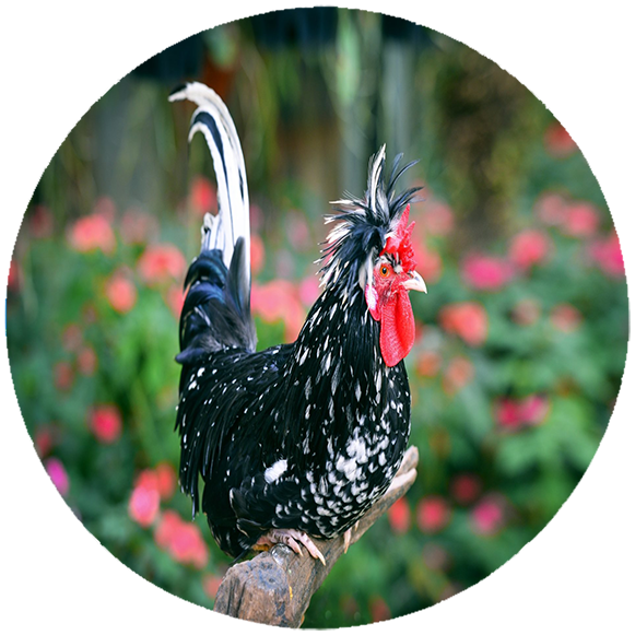 Podkładka pod myszkę Kury zdjęcie 2