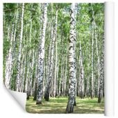 Fototapeta Las BRZOZY Drzewa Natura do Salonu 300x210