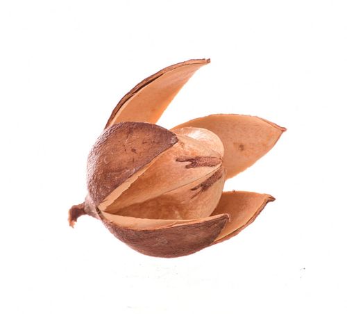 Lilia wild na Arena.pl