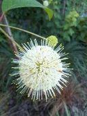 Guzikowiec zachodni - Cephalanthus occidentalis