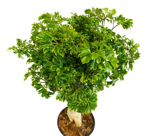 POLYCASIA Polyscias Ming 40 cm na Arena.pl