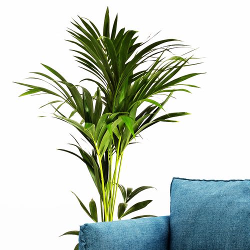 PALMA KENTIA (Kencja, Howea) 130 cm na Arena.pl
