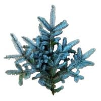 Gałązka świerkowa Srebrny Świerk na wieniec wiązanka stroik GIRLANDA Wianek