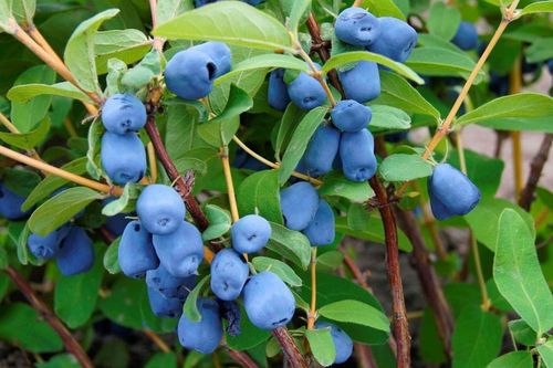 Szkółka Jagoda Kamczacka ZESTAW KANADYJSKICH odmian na Arena.pl