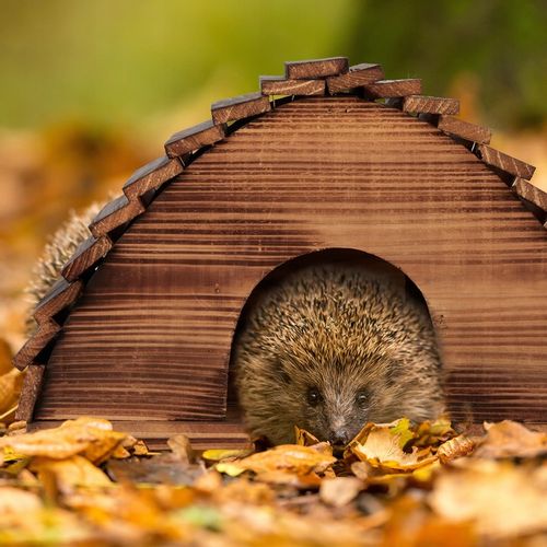 Domek dla jeża na Arena.pl