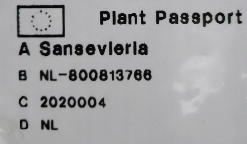Sansevieria "Futura Superba" Promo na Arena.pl