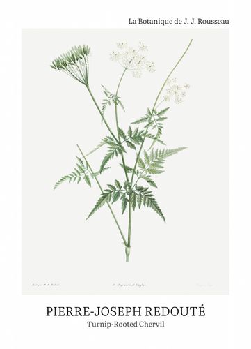Plakat 13x18cm Design Rotted Chervil, Redoute Vintage do Salonu na Arena.pl