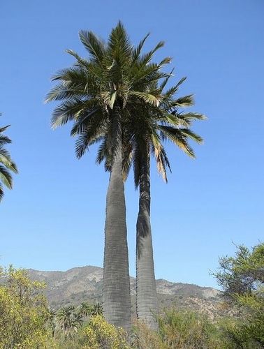 Jubaea Chilensis palma mrozoodporna 20-30cm na Arena.pl