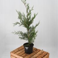 Cyprysowiec Leylanda TWEEDUIZENDEEN