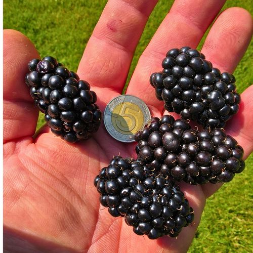 Jeżyna BEZKOLCOWA Gigant - jeżyna, co daje czadu! na Arena.pl