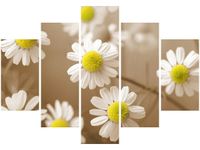 105CM 150CM OBRAZ 5 ELEM RUMIANEK POSPOLITY DRUK