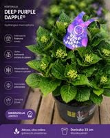 Hortensja ogrodowa Deep Purple - wyjątkowy kolor w Twoim ogrodzie!