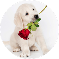 Opłatek na tort Urodziny Pies Piesek Róża Okazjonalny 18 30 40 50