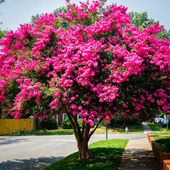 LAGERSTROEMIA INDICA NAJDŁUŻEJ KWITNĄCY KRZEW ŚWIATA PINK RÓŻOWA