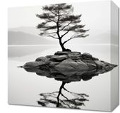 Obraz 40x40cm Samotne Drzewo