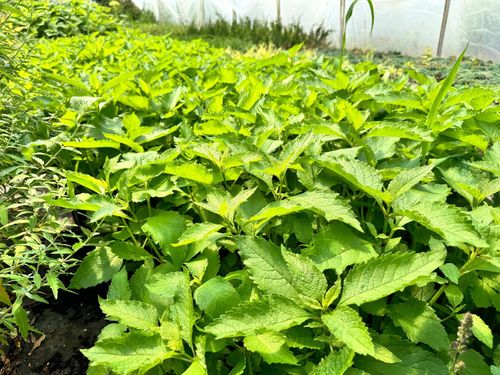 Sadziec plamisty 'Red Dwarf' Różowy, doniczka 2L (Eupatorium maculatum) na Arena.pl