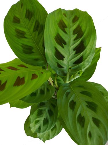 MARANTA KERCHOVEANA 30cm na Arena.pl