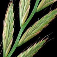 Trawa Mieszanka Traw SŁONECZNY OGRÓD tereny suche słoneczne 10KG Nasiona na Arena.pl