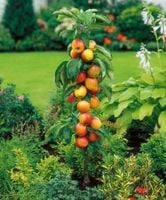JABŁOŃ kolumnowa żółto-czerwone na tarasy  - sadzonki 90  / 120 cm