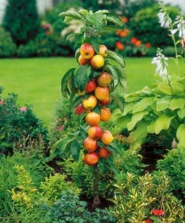 JABŁOŃ kolumnowa żółto-czerwone na tarasy  - sadzonki 90  / 120 cm na Arena.pl