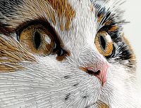 Plakat 65x50cm Nitkowany Kot